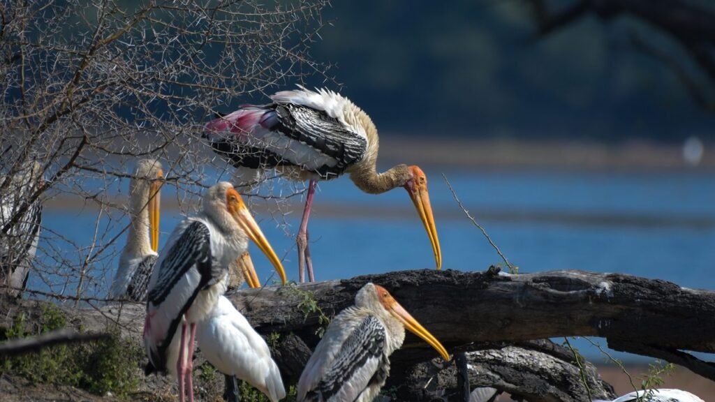 2 salim ali lake and bird sanctuary attr hero