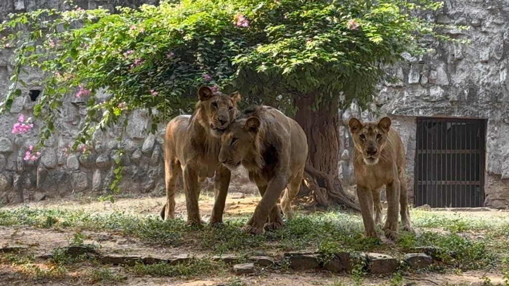Gwalior Zoo